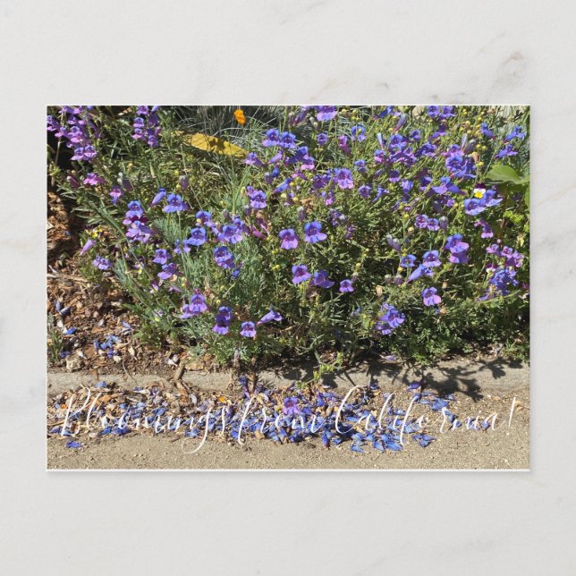 Carte Postale Bloomings from California : Penstemon Margarita BO (Devant)