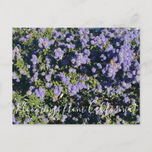 Carte Postale Bloomings from California : Pos Ceanothus Dark Sta