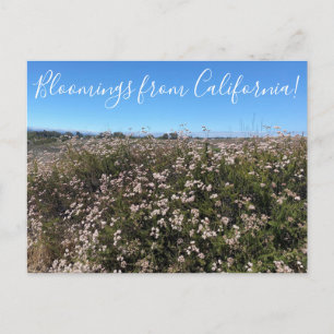 Carte Postale Bloomings from California : Sarrasin de Californie