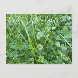 Carte Postale Bloomings from California : Spring Beauty