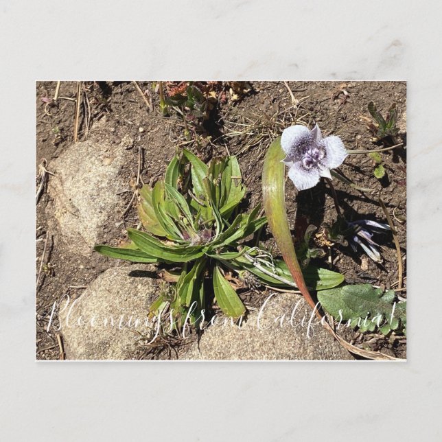 Carte Postale Bloomings from California : Tolmie's Star Tulip (Devant)