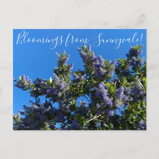 Carte Postale Bloomings from Sunnyvale : Ray Hartman Ceanothus P (Devant)