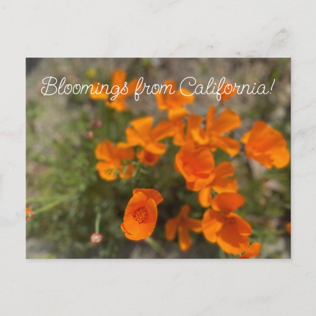 Carte Postale Bloomings of California : April Fleur sauvage (Devant)