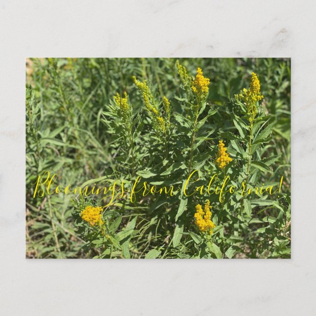 Carte Postale Bloomings of California : California Goldenrod (Devant)