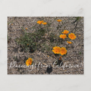 Carte Postale Bloomings of California : California Poppy