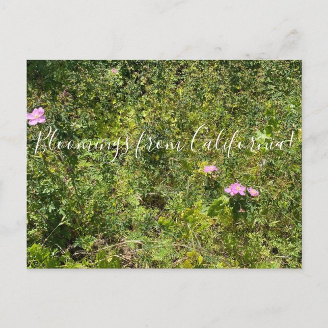Carte Postale Bloomings of California : California Wild Rose (Devant)