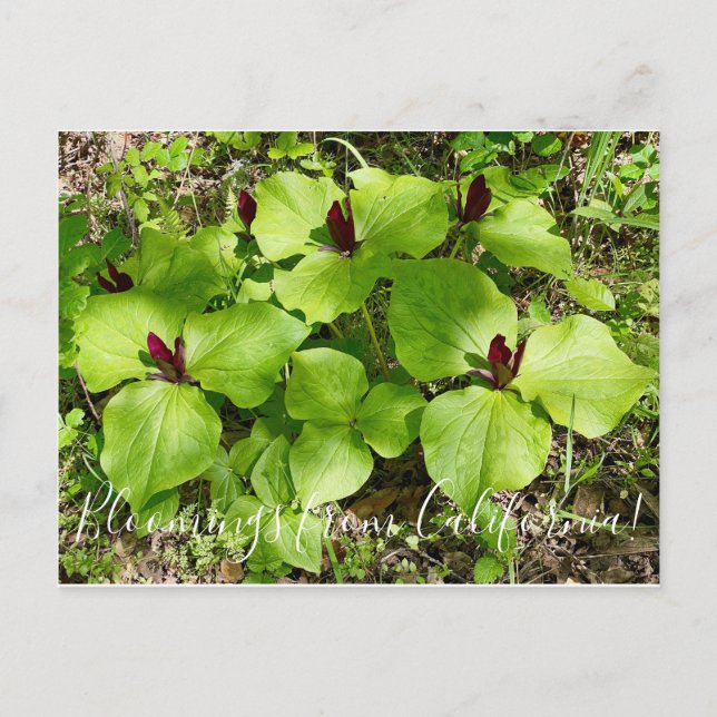 Carte Postale Bloomings of California : Giant Wakerobin (Devant)
