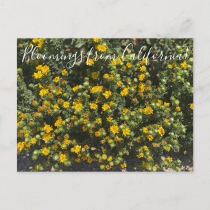 Carte Postale Bloomings of California : Gumweed