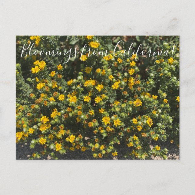 Carte Postale Bloomings of California : Gumweed (Devant)