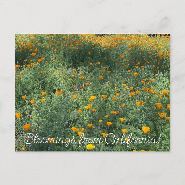 Carte Postale Bloomings of California : May Poppies (Devant)