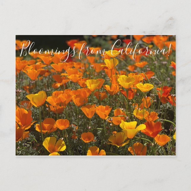 Carte Postale Bloomings of California : Poppies (Devant)