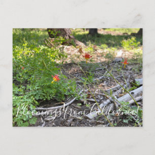 Carte Postale Bloomings of California : Red Columbine