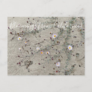 Carte Postale Bloomings of California : Sand Aster