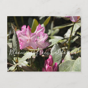 Carte Postale Bloomings of California : Western Azalea