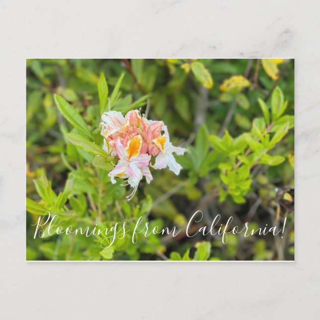 Carte Postale Bloomings of California : Western Azalea (Devant)
