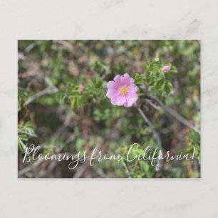 Carte Postale Bloomings of California : Wild Rose Postcard