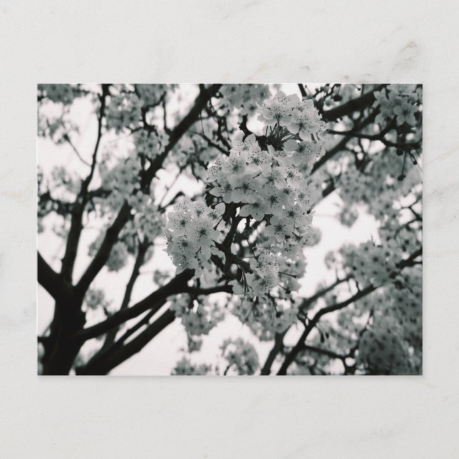 Carte Postale Blooms noirs et blancs (Devant)