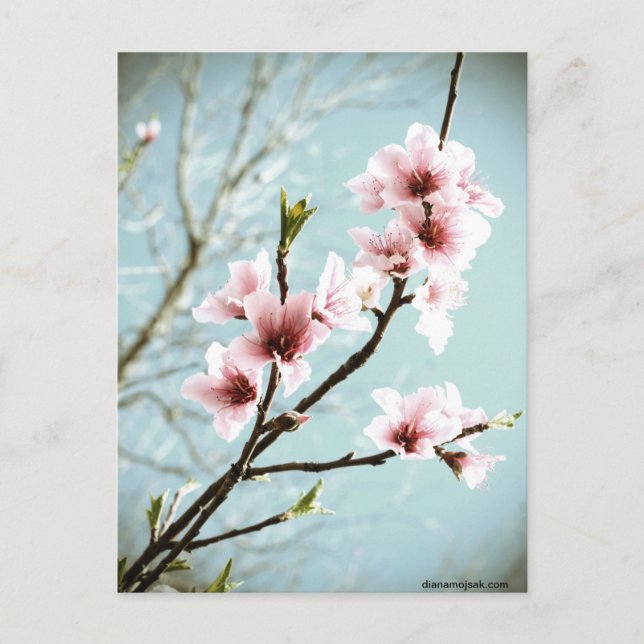 Carte Postale Blossements Au Printemps (Devant)