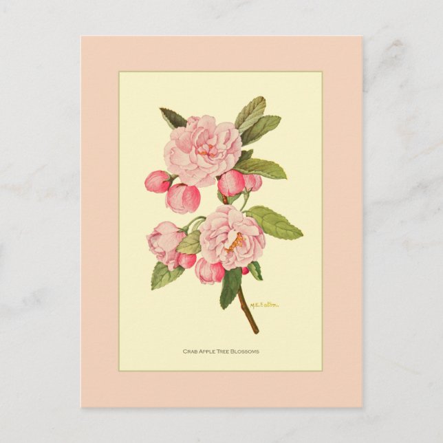 Carte Postale Blossements d'arbre de pomme de crabe (Devant)