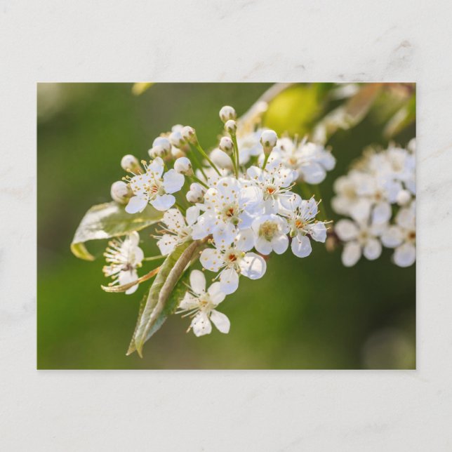 Carte Postale Blossements de chokecherry natifs (Devant)