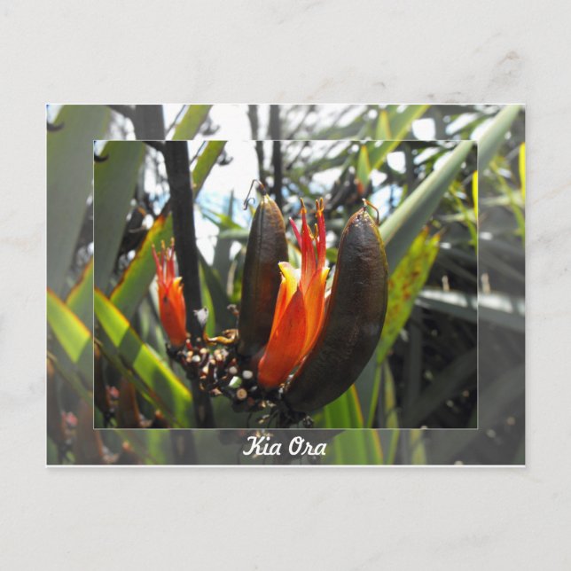 Carte Postale Blossements de lin néo-zélandais (Devant)