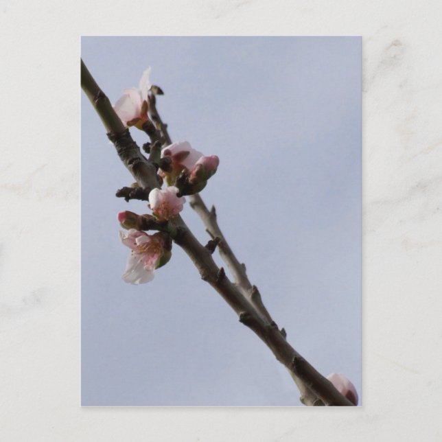 Carte postale Blossom (Devant)