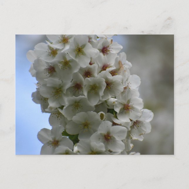 Carte Postale Blossom (Devant)