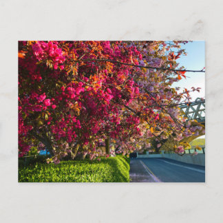 Carte Postale Blossom 