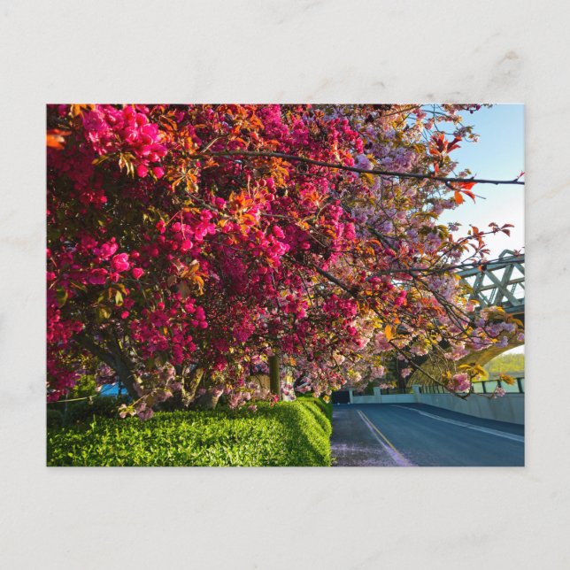 Carte Postale Blossom  (Devant)