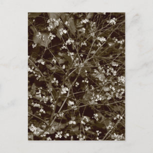 Carte Postale Blossom