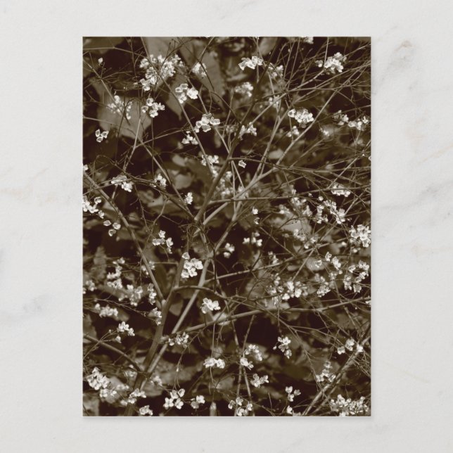 Carte Postale Blossom (Devant)