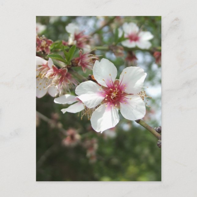Carte postale Blossom (Devant)