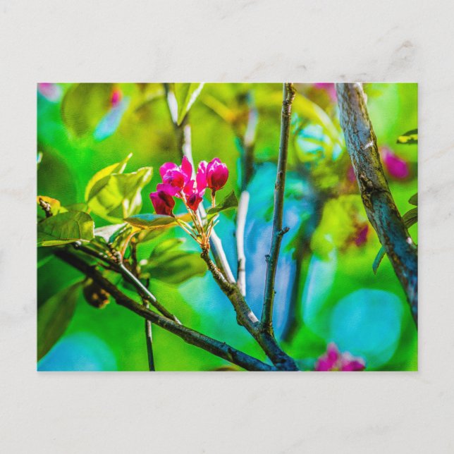 Carte Postale Blossom à l'intérieur (Devant)