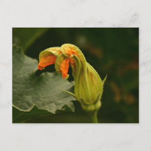 Carte Postale Blossom citrouille