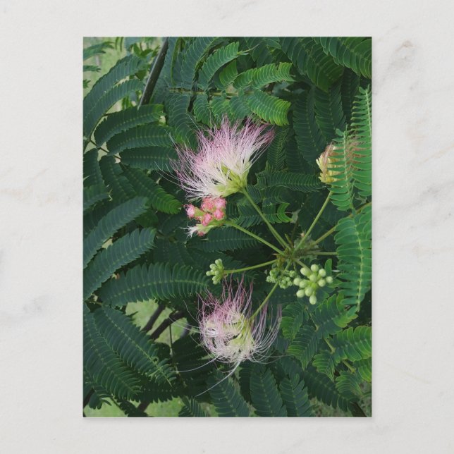 Carte Postale Blossom de l'arbre Mimosa (Devant)