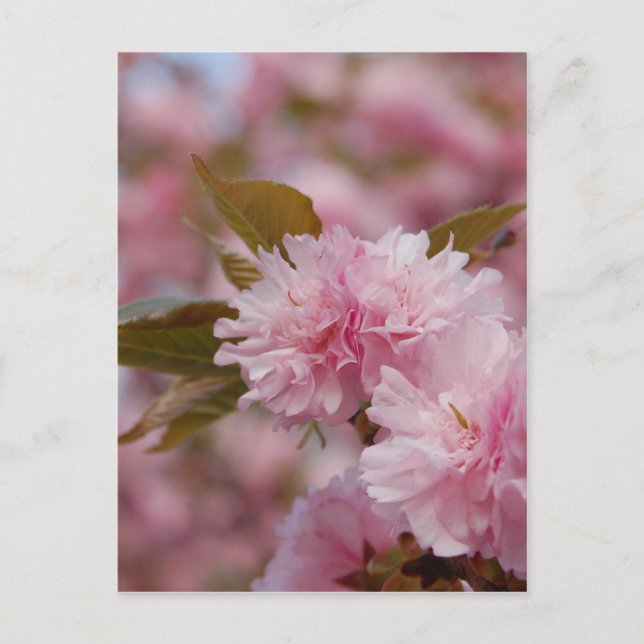 Carte Postale Blossom des cerisiers du printemps (Devant)