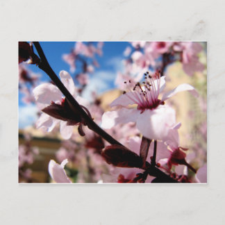 Carte Postale Blossom du printemps