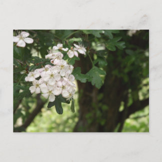 Carte Postale Blossom Hawthorn