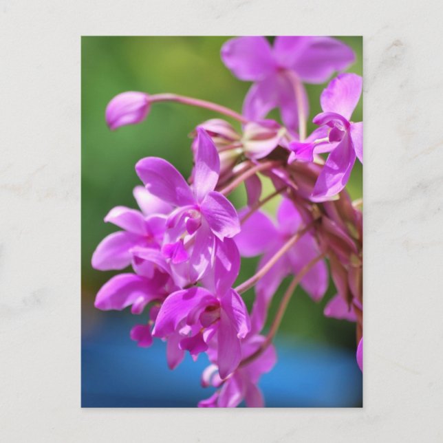 Carte Postale Blossom Janvier (Devant)