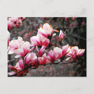 Carte Postale Blossoms de Georgetown University, Washington, DC