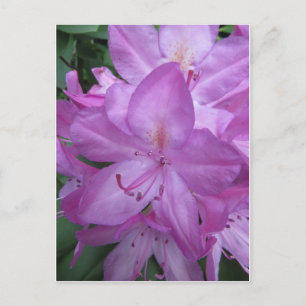 Carte Postale Blossoms pourpres