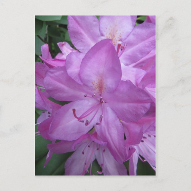 Carte Postale Blossoms pourpres (Devant)