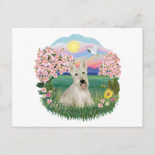 Carte Postale Blossoms - Scottish Terrier roux