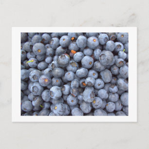 Carte Postale bluberry, photo taken in a blueberry farm