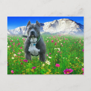 Carte Postale Blue American Pit Bull Terrier, Pikes Peak