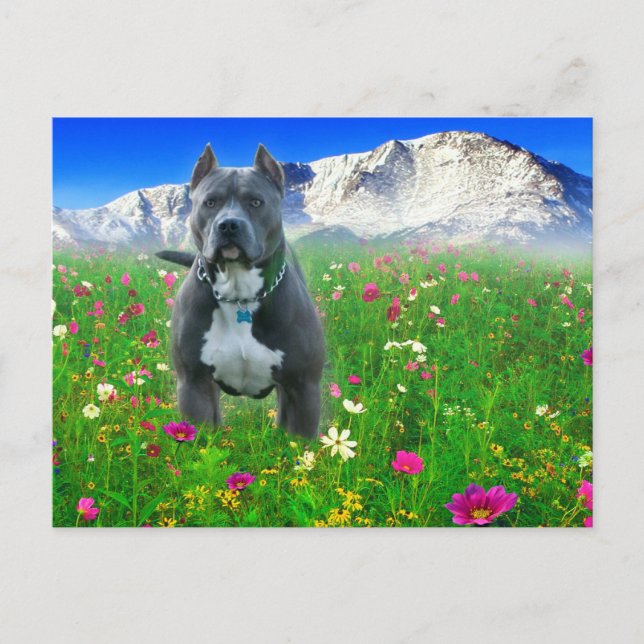 Carte Postale Blue American Pit Bull Terrier, Pikes Peak (Devant)