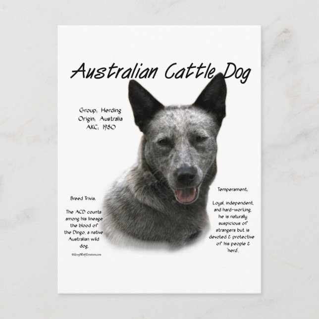 Carte Postale Blue Australian Cattle Chig History; Blue ACD (Devant)