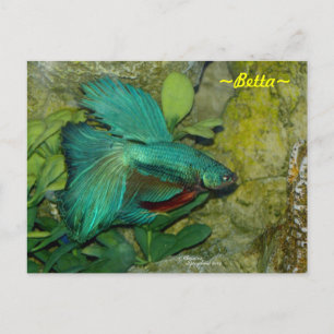 Carte postale Blue Betta fish