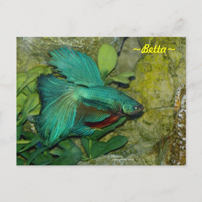 Carte postale Blue Betta fish (Devant)