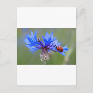 Carte Postale Blue Blossoms Ladybug Peace Love Destiny Art Vine